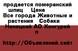 продается померанский шпиц  › Цена ­ 35 000 - Все города Животные и растения » Собаки   . Ненецкий АО,Хонгурей п.